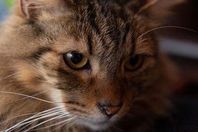 Close-up portrait of a cat