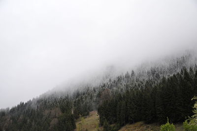 Trees on mountain against sky during foggy weather