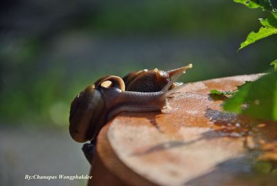 Close-up of snail