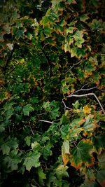 Plants growing on a tree