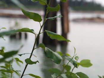 Close-up of ivy growing on tree