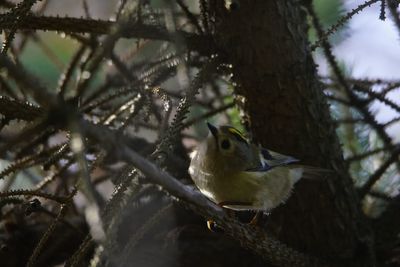 Low angle view of bird perching on tree