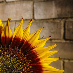 Close-up of yellow flower against blurred background