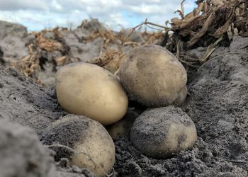 Close-up of potatoes in field