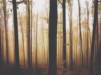 View of trees in forest