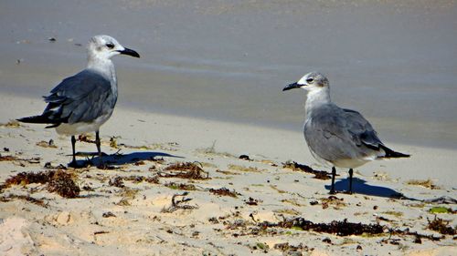 Gray heron perching on sand at beach