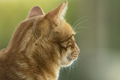 Close-up of cat looking away