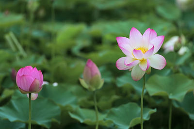 Close-up of pink lotus water lily