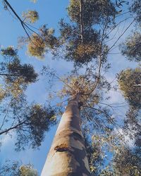 Low angle view of tree against blue sky