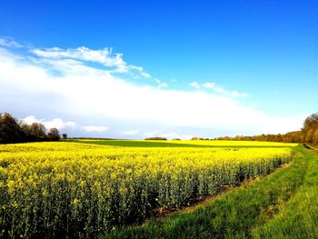 Scenic view of field against sky