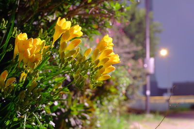 Close-up of yellow flowers