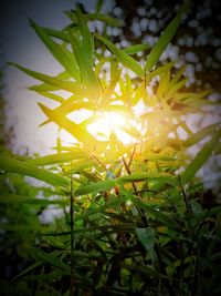 Close-up of fresh yellow plant against sky