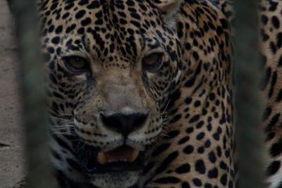 Close-up portrait of tiger in zoo