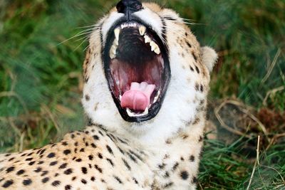 Close-up of cat yawning