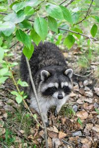 animal