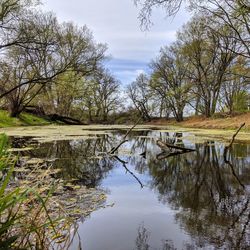 Scenic view of lake in forest against sky