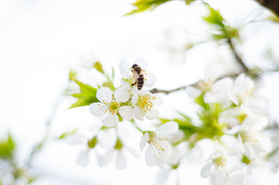 Close-up of bee pollinating on white flower