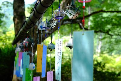 Close-up of clothes hanging on tree