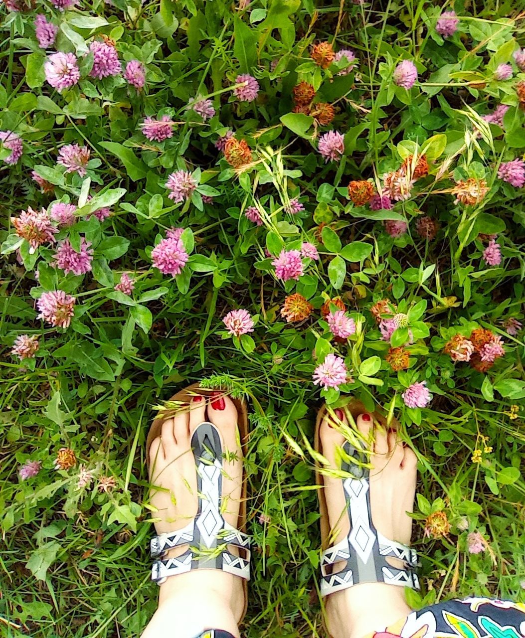 plant, human leg, low section, personal perspective, one person, flower, shoe, nature, high angle view, flowering plant, standing, day, lifestyles, grass, growth, green, beauty in nature, women, leisure activity, limb, freshness, directly above, human limb, outdoors, field, land, adult, human foot, lawn, sandal, garden, fragility