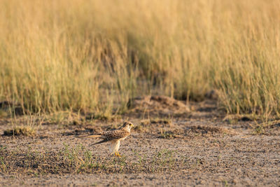 Side view of a bird on land