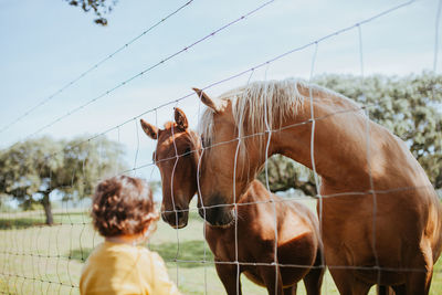 Rear view of child looking horses in ranch against sky