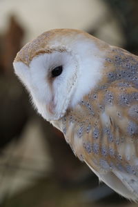 Close-up of rabbit