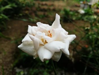 Close-up of white flower blooming outdoors