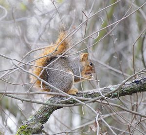 Squirrel in a forest