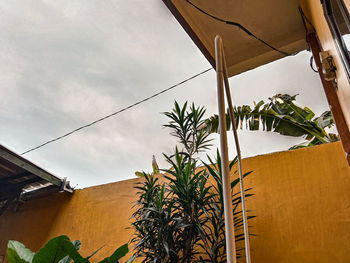 Low angle view of palm trees and building against sky