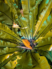 Close-up of yellow flowering plant leaves