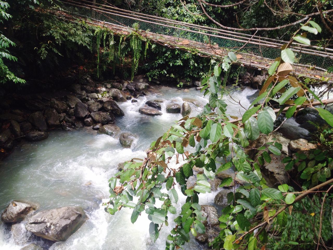 SCENIC VIEW OF RIVER FLOWING THROUGH FOREST