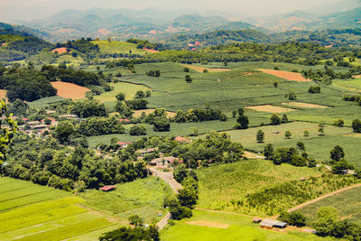 Scenic view of agricultural field