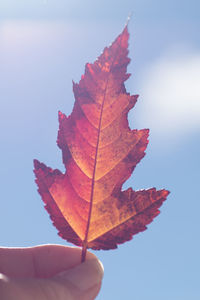 Close-up of maple leaf against sky