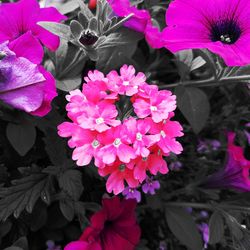 Close-up of pink flower