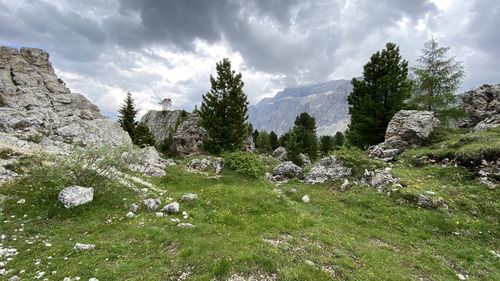 Panoramic view of trees and rocks against sky