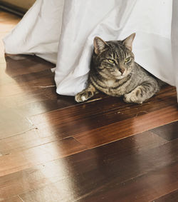 Cat resting on hardwood floor