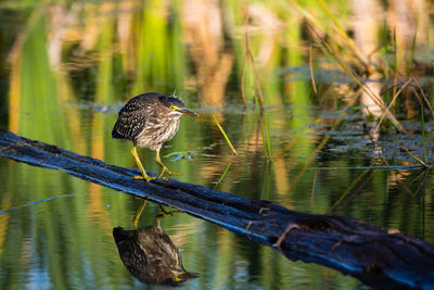 Juvenile green heron walking along a log in the leon-provancher marsh during a sunny summer morning