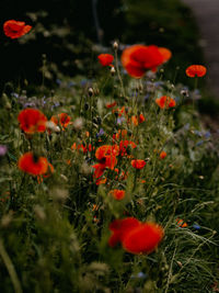 Close-up of red poppy flowers on field