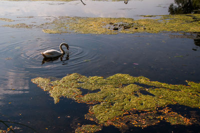 Bird in water