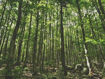 Low angle view of bamboo trees in forest