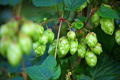 Hop cones growing in the wild