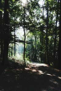 Scenic view of trees against sky