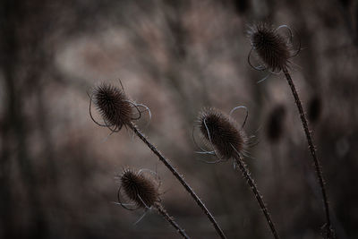 Close-up of thistle