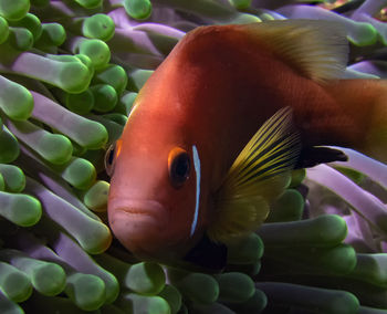 The maldives anemonefish is often found in beautifully coloured anemones amongst the coral