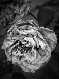 Close-up of wilted rose