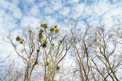 Low angle view of flowering plant against sky