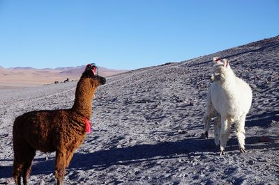 Alpacas in desert against clear blue sky