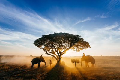 Horses on a field