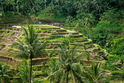 Plants and trees in forest