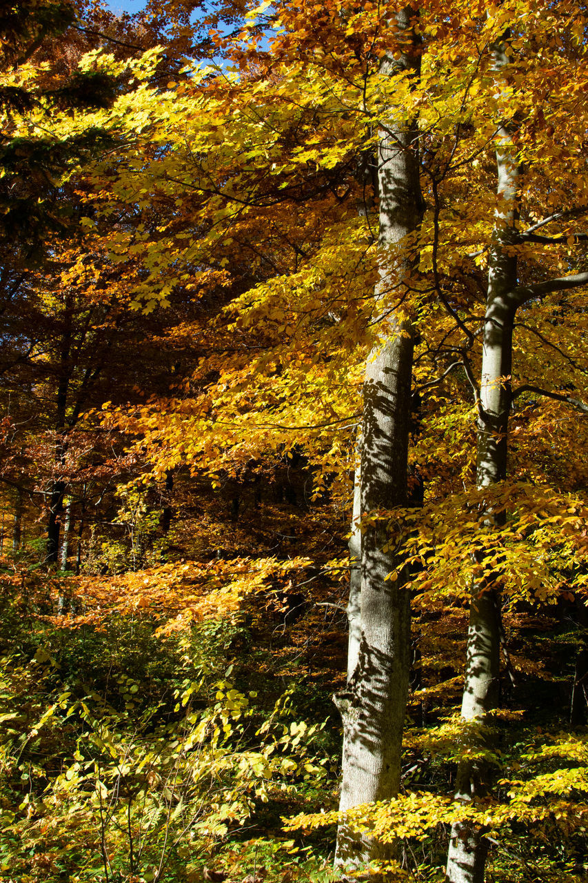 VIEW OF WATERFALL IN FOREST